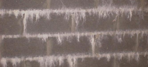 Salpêtre sur un mur